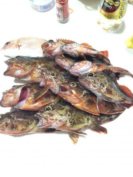 ガッシー釣ったぞー