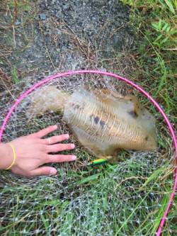 初親アオリイカ