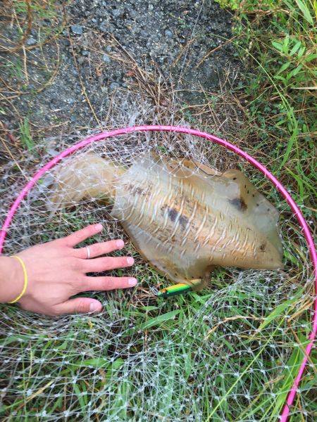 初親アオリイカ