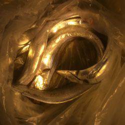 和歌山遠征 青物狙いの春タチウオ