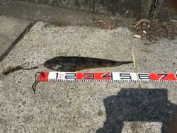 宮津マゴチ情報