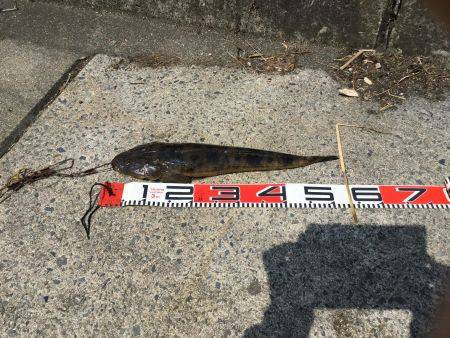 宮津マゴチ情報