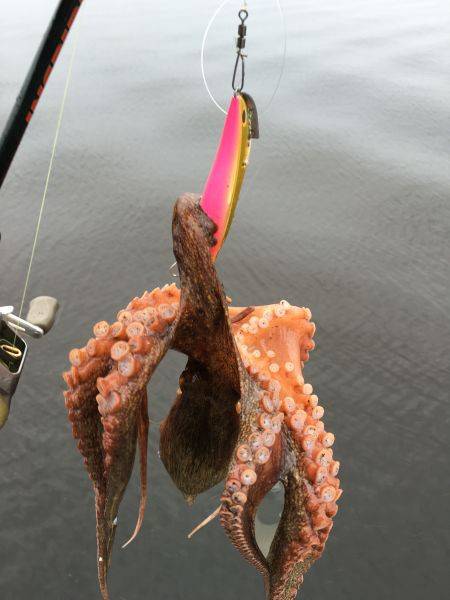 オクトパッシング*\\(^o^)/*