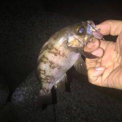 久しぶりのメバリング！