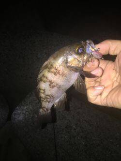 久しぶりのメバリング！