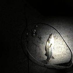 イワシパターン⁉︎