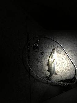 イワシパターン⁉︎