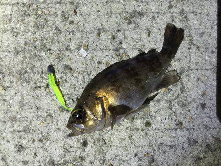 メバリング初投稿