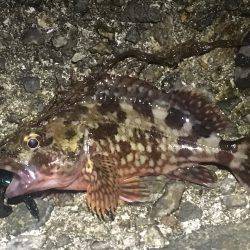 アコウの代わりにガシラです。