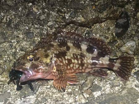 アコウの代わりにガシラです。