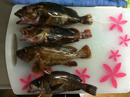 癒しの短時間釣行