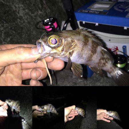 久しぶりの淡路島！アジ見つからず(~_~;…