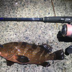 まぼろしの魚では無かった！