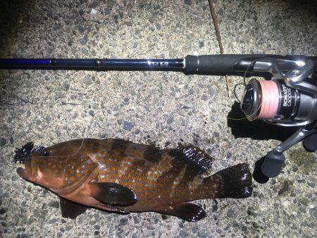 まぼろしの魚では無かった！