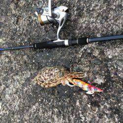 安定のコウイカ。