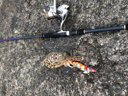 安定のコウイカ。