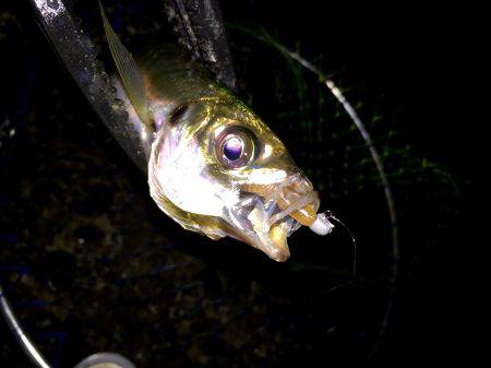 テクニカルアジング♪