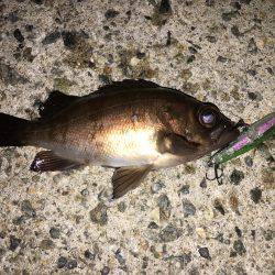 ＴＯＰでパコッと!!