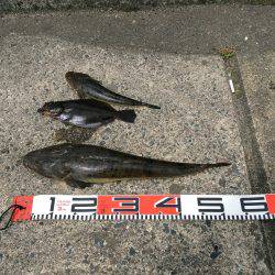 阿蘇海砂物祭り