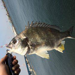 ライトタックルキビレゲーム