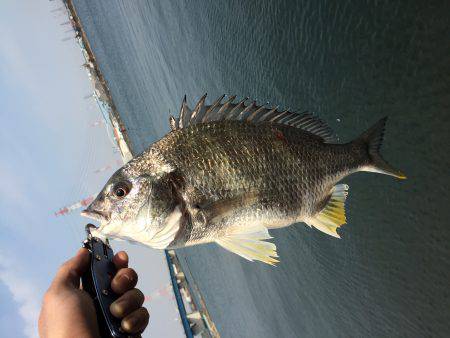 ライトタックルキビレゲーム