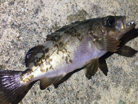 メバル&アジ調査