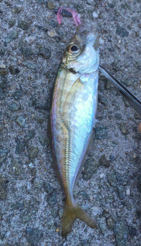 豆・小・中  アジング！