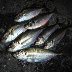 短時間プチ爆釣アジング♪