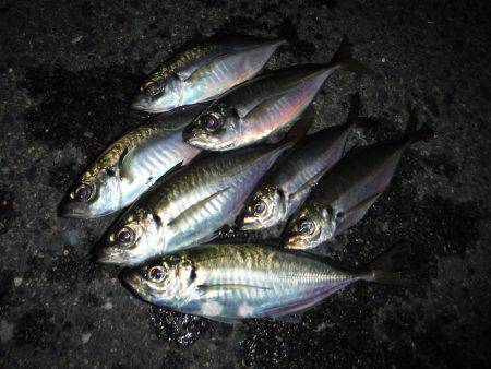 短時間プチ爆釣アジング♪