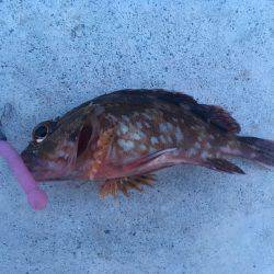 遠征ガシリング