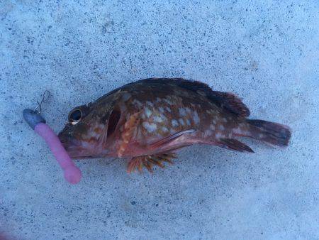 遠征ガシリング