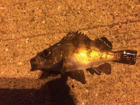 渋いメバリング