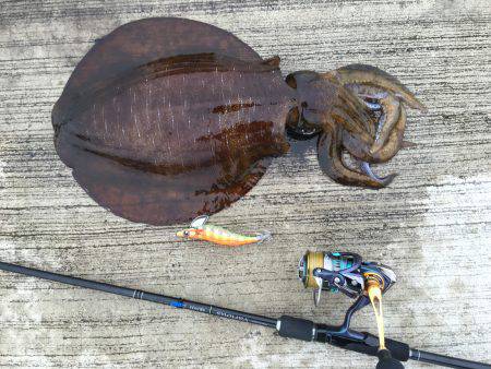 早朝から２杯キャッチ！