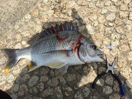 ベイビーセイゴ