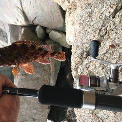 ガシラと豆アジ