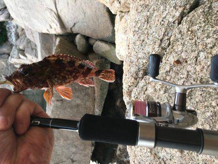 ガシラと豆アジ