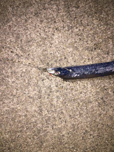 マナティーのサイズを落として攻略！