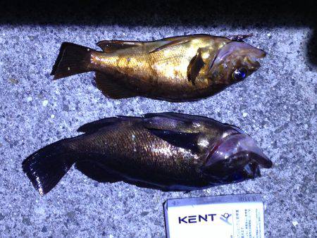 短時間メバリング！