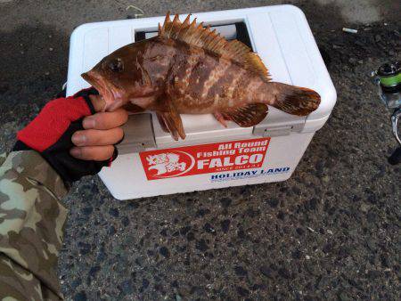 渋い中の貴重な1匹