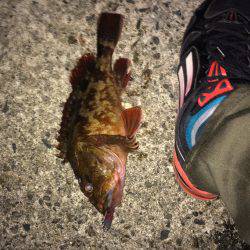 日本海アコウ探しの旅(不発)