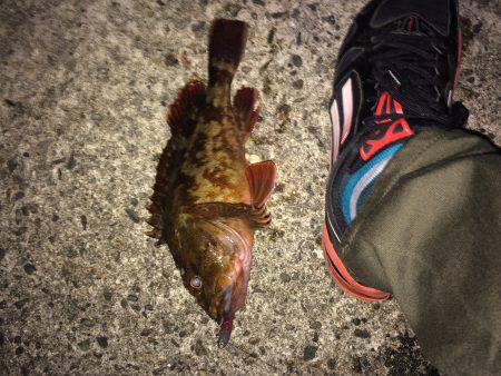 日本海アコウ探しの旅(不発)