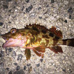 エギングのちガシリングのちメバリング