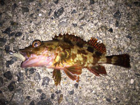 エギングのちガシリングのちメバリング