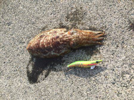 アオリイカ調査