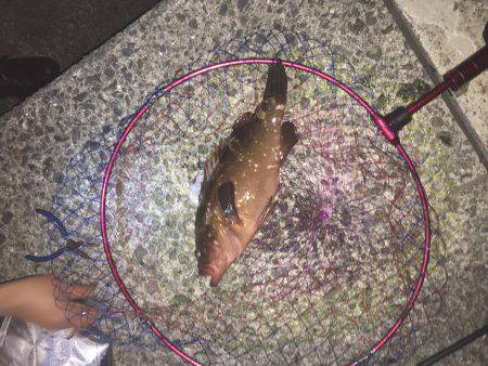 アコウ狙いのはずが…