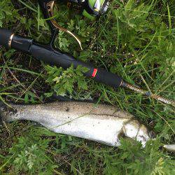 増水パターンシーバス？