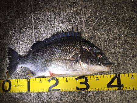 バチパターンシーバス狙いでチヌ！