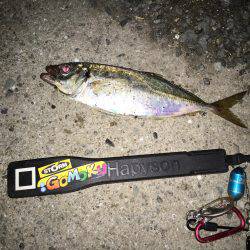 久しぶりのアジ