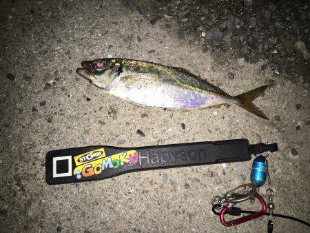 久しぶりのアジ