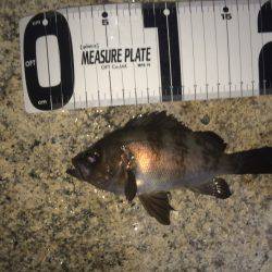 ふらっとメバリング